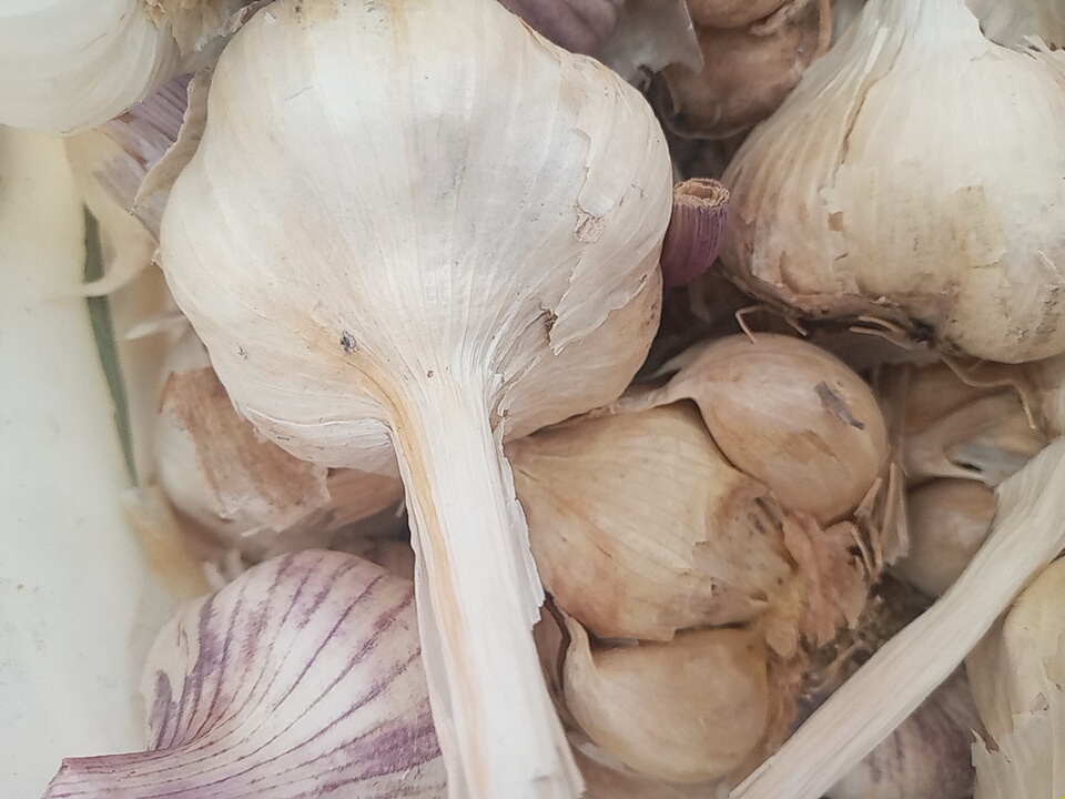 فروش سیر
