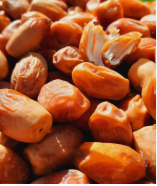 فروش خرما زاهدی