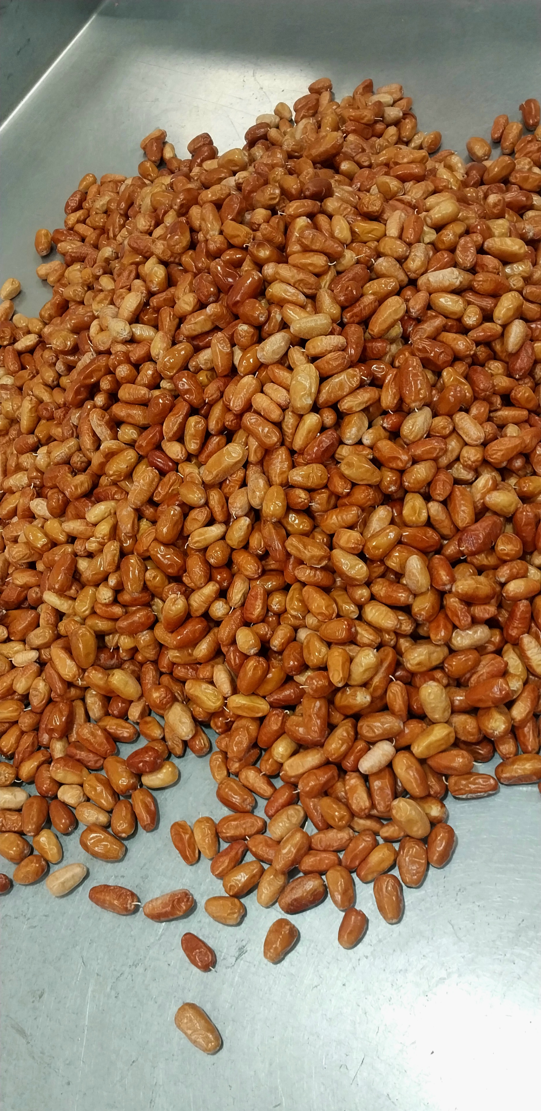فروش سنجد