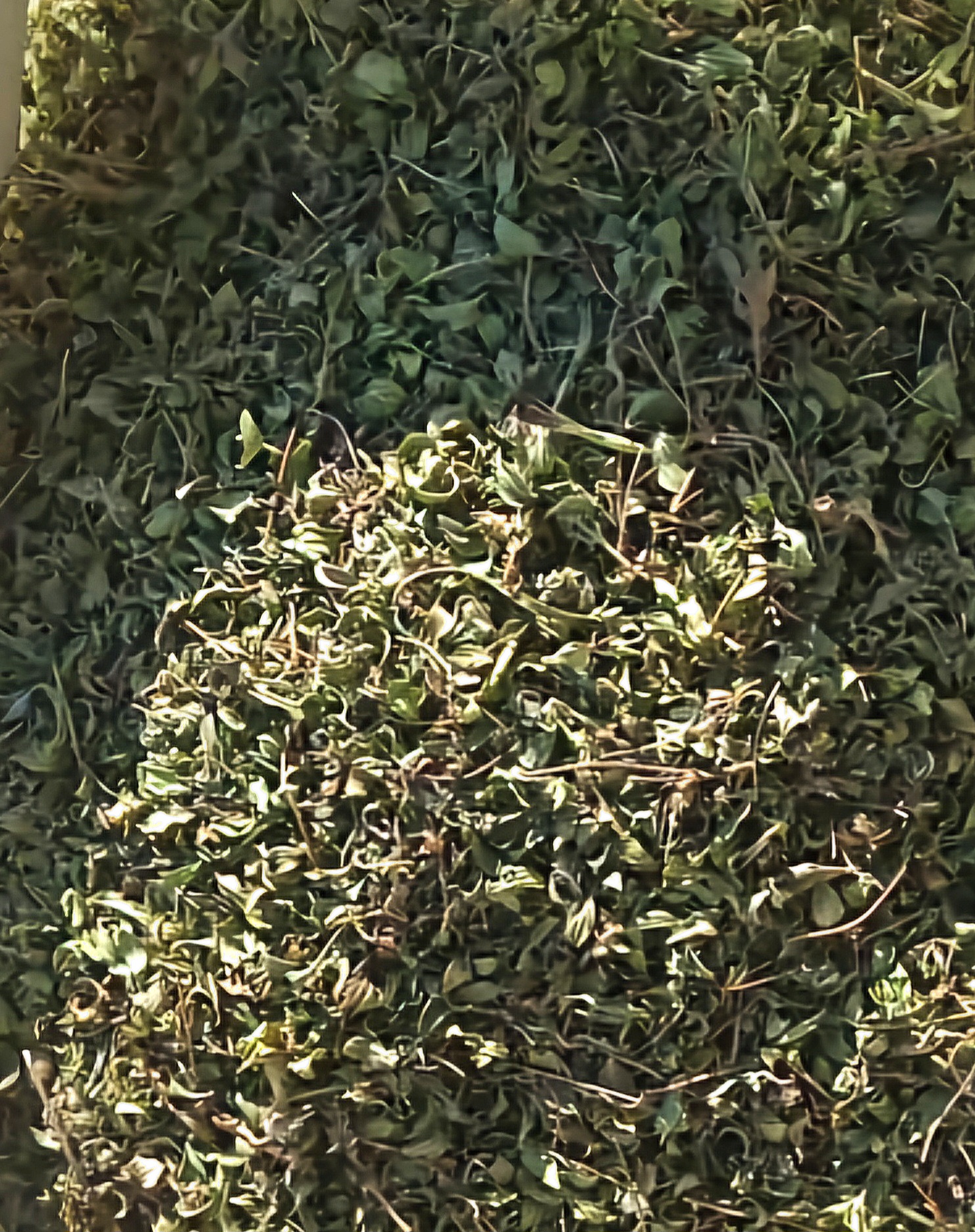 فروش کاکوتی (گیاه‌ دارویی)