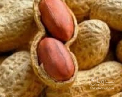 فروش بادام زمینی بو داده