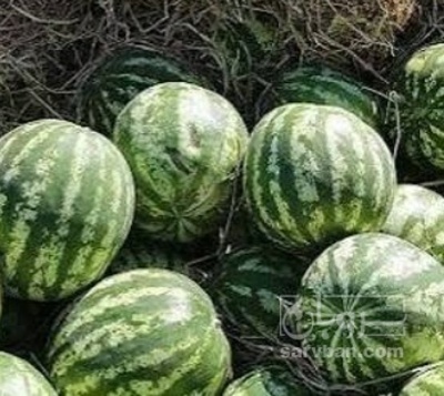فروش هندوانه