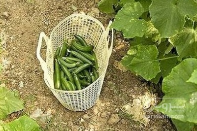 فروش خیار ریز