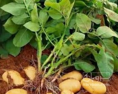 فروش سیب زمینی رانومی
