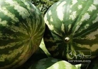 فروش هندوانه گرد