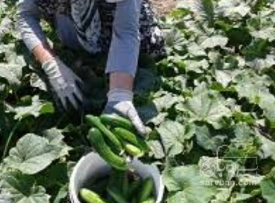 فروش خیار تره باری
