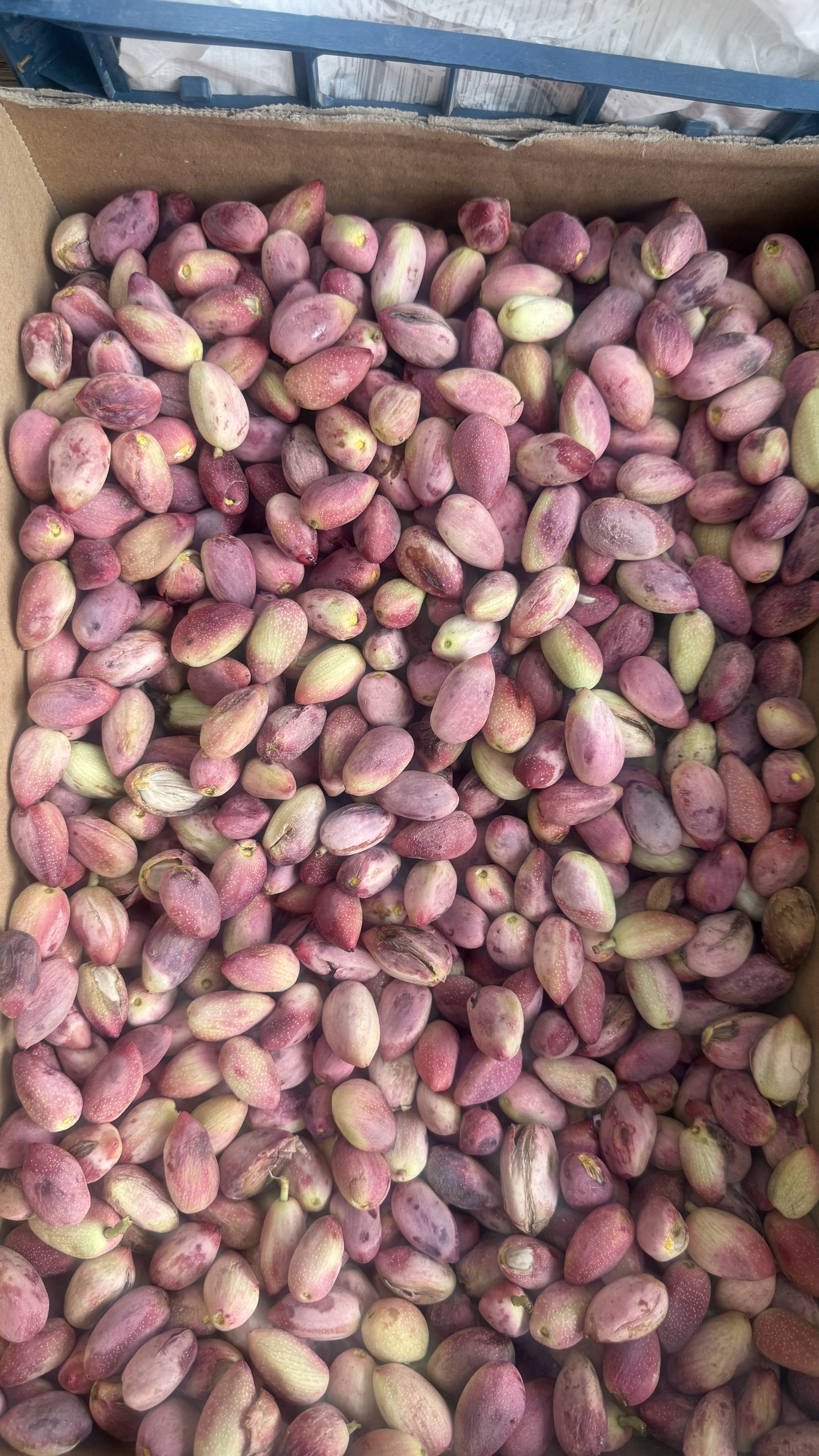 فروش پسته