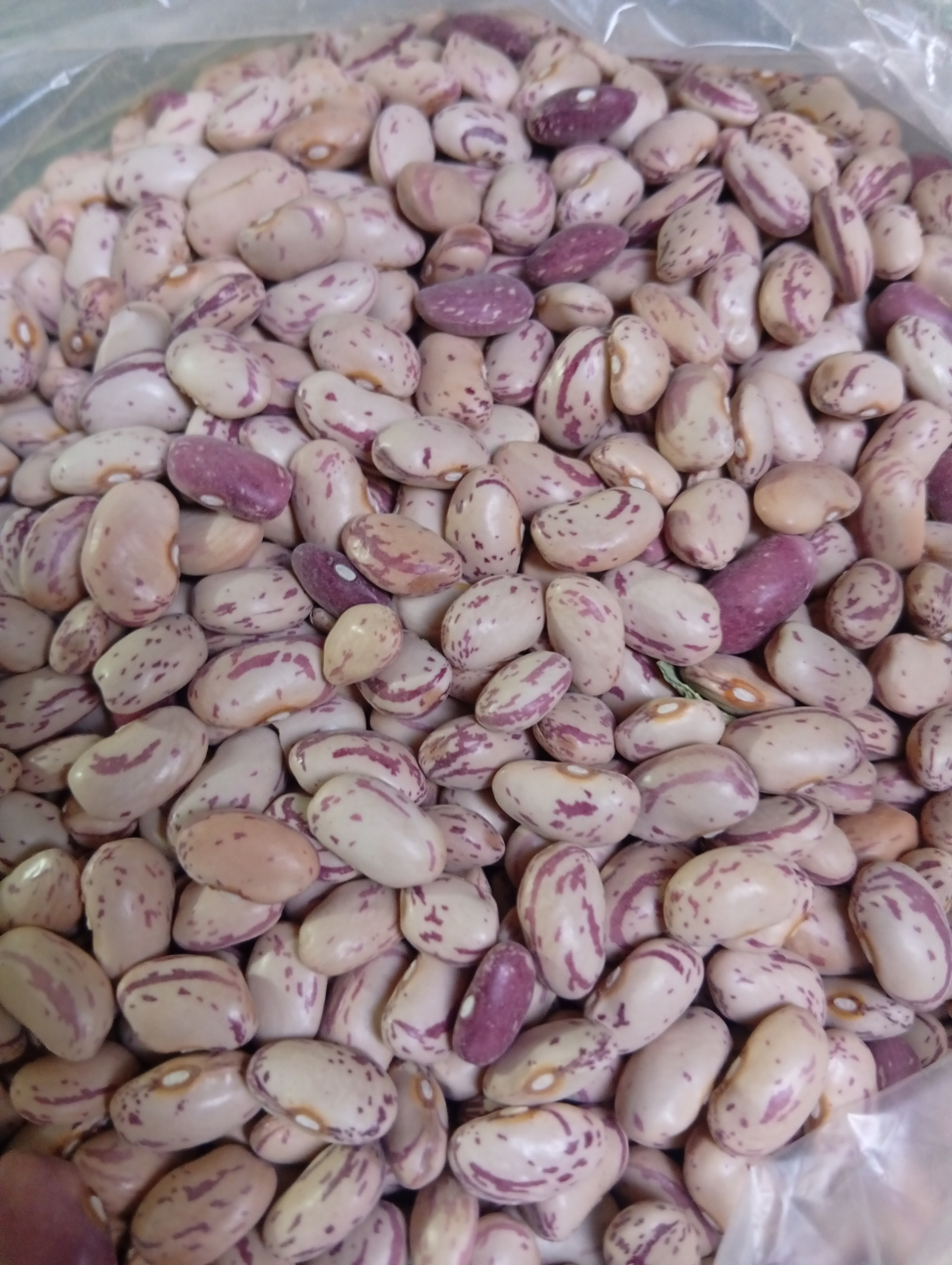 فروش لوبیا چیتی