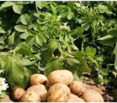 فروش سیب زمینی سانته