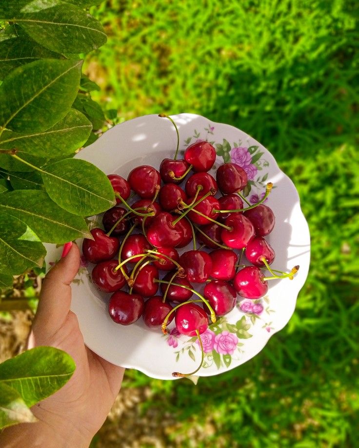 فروش گیلاس