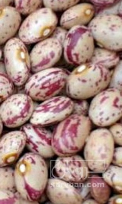فروش لوبیا چیتی