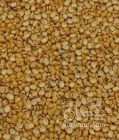 فروش نخود کفتری - لپه