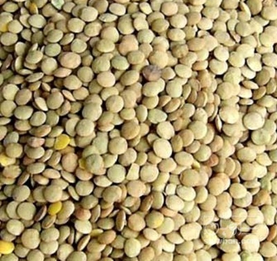 فروش عدس