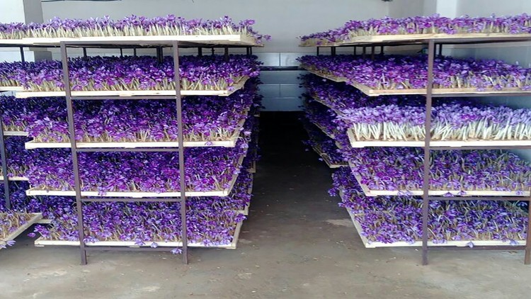 قفسه های پرورش زعفران در گلخانه سروبان