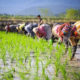 کاشت و برداشت برنج