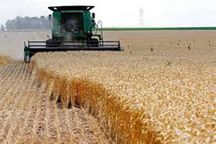 میزان-سطح-سبز-مزارع-گندم-کردستان