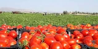 قیمت محصولات کشاورزی