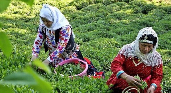 قیمت محصولات کشاورزی