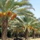 قیمت محصولات کشاورزی