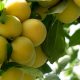 قیمت محصولات کشاورزی