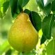 قیمت محصولات کشاورزی