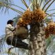 قیمت محصولات کشاورزی