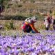 قیمت محصولات کشاورزی