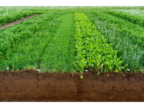 قیمت محصولات کشاورزی