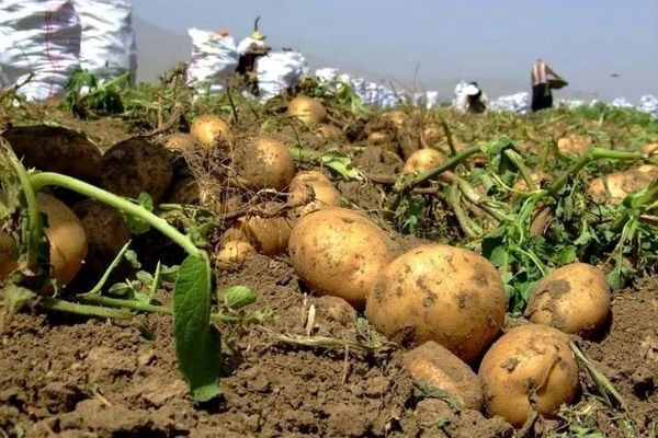 قیمت محصولات کشاورزی