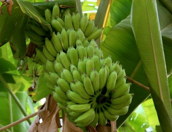 قیمت محصولات کشاورزی