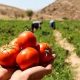 قیمت محصولات کشاورزی