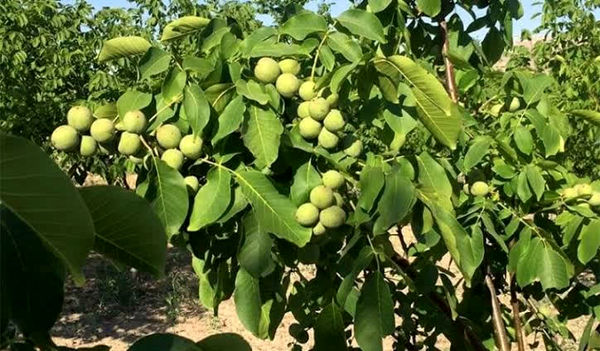 قیمت محصولات کشاورزی