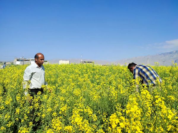 قیمت محصولات کشاورزی