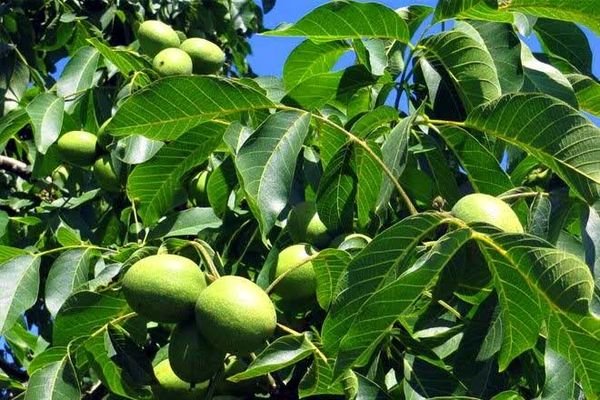 قیمت محصولات کشاورزی