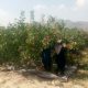 قیمت محصولات کشاورزی