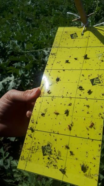 قیمت محصولات کشاورزی