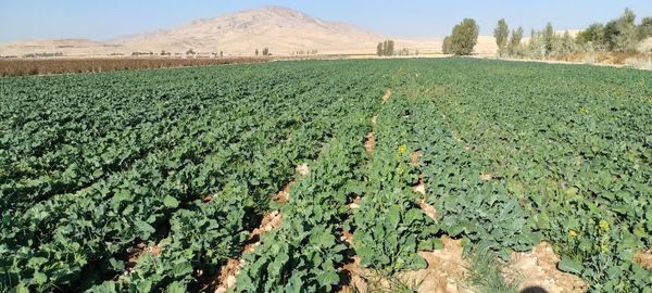 قیمت محصولات کشاورزی