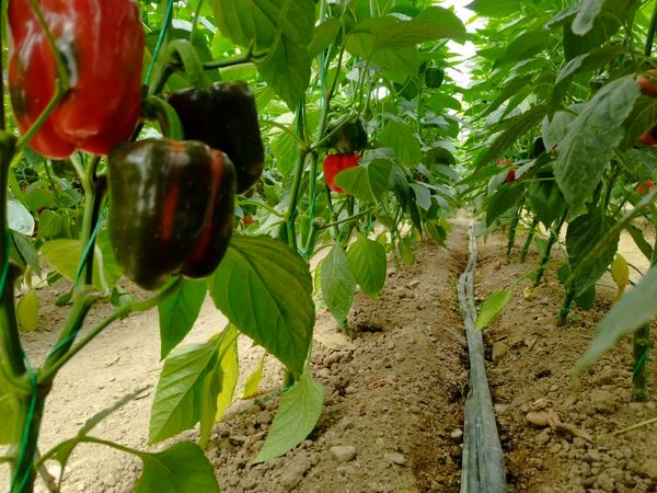 قیمت محصولات کشاورزی