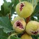 قیمت محصولات کشاورزی
