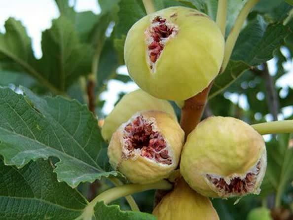 قیمت محصولات کشاورزی