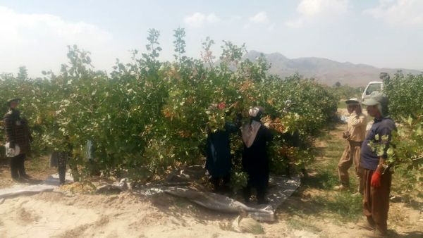 قیمت محصولات کشاورزی