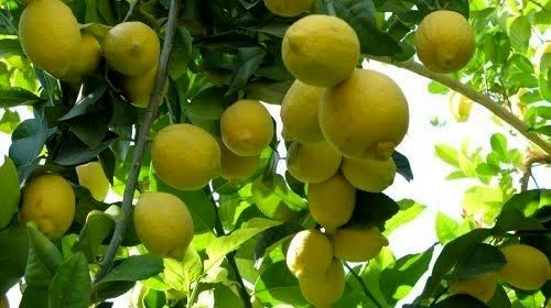 قیمت محصولات کشاورزی