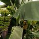 قیمت محصولات کشاورزی