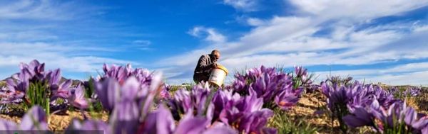 قیمت محصولات کشاورزی