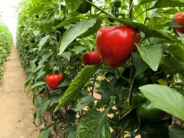 قیمت محصولات کشاورزی
