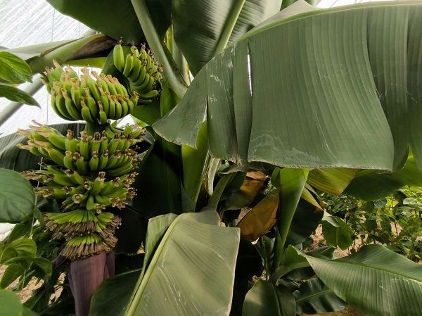 قیمت محصولات کشاورزی