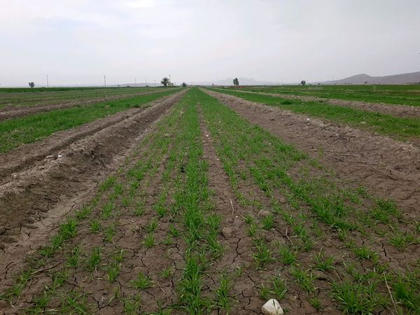 قیمت محصولات کشاورزی
