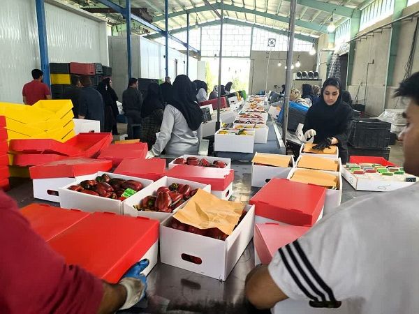 قیمت محصولات کشاورزی