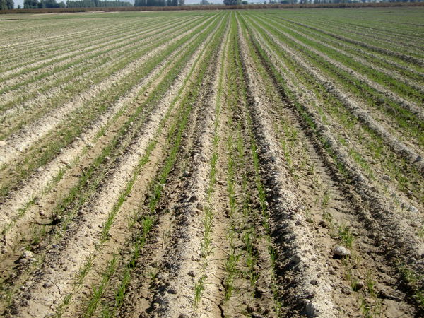 قیمت محصولات کشاورزی