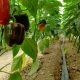 قیمت محصولات کشاورزی